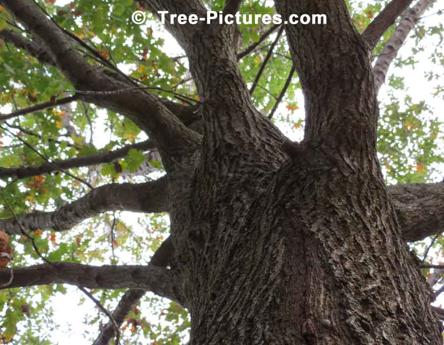 English Oak: English Oak Tree Bark Photo | Trees:Oak:English:Bark at Tree-Pictures.com