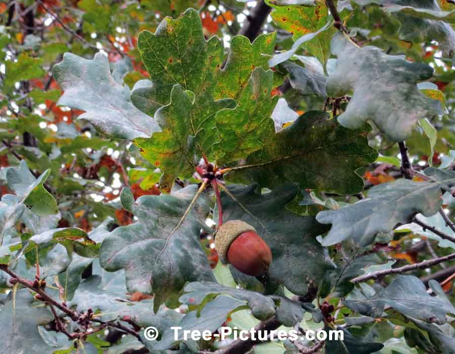 English Oak Acorn, Fruit of the English Oak | Trees:Oak:English:Acorn at Tree-Pictures.com