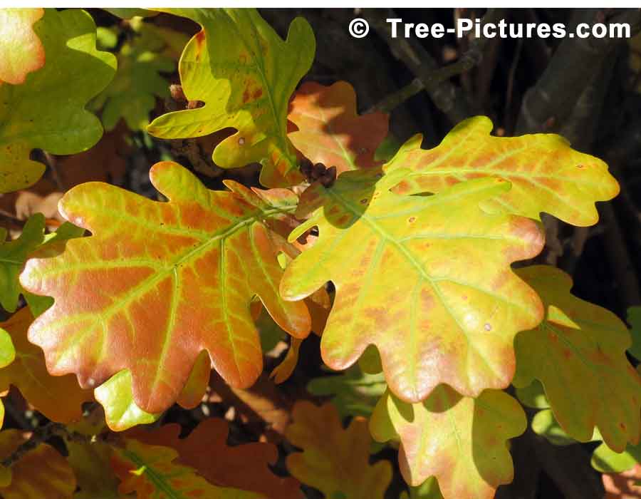 English Oak Tree Leaves Beginning to Change Color in Late Fall | Trees:Oak:English at Tree-Pictures.com