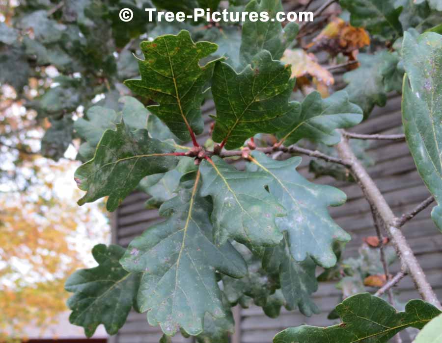 English Oak, English Oak Leaves | Trees:Oak:English:Leaves at Tree-Pictures.com