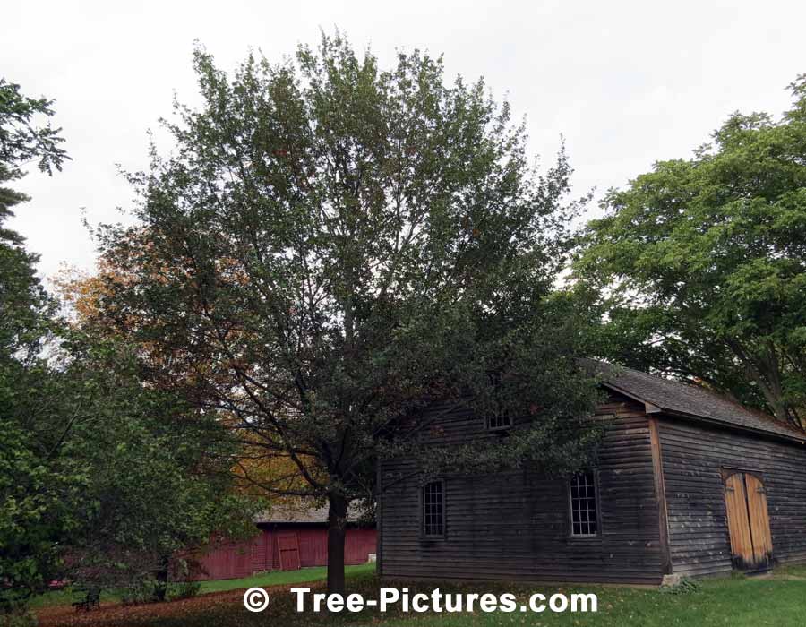 English Oak, Large English Oak Tree | Trees:Oak:English at Tree-Pictures.com