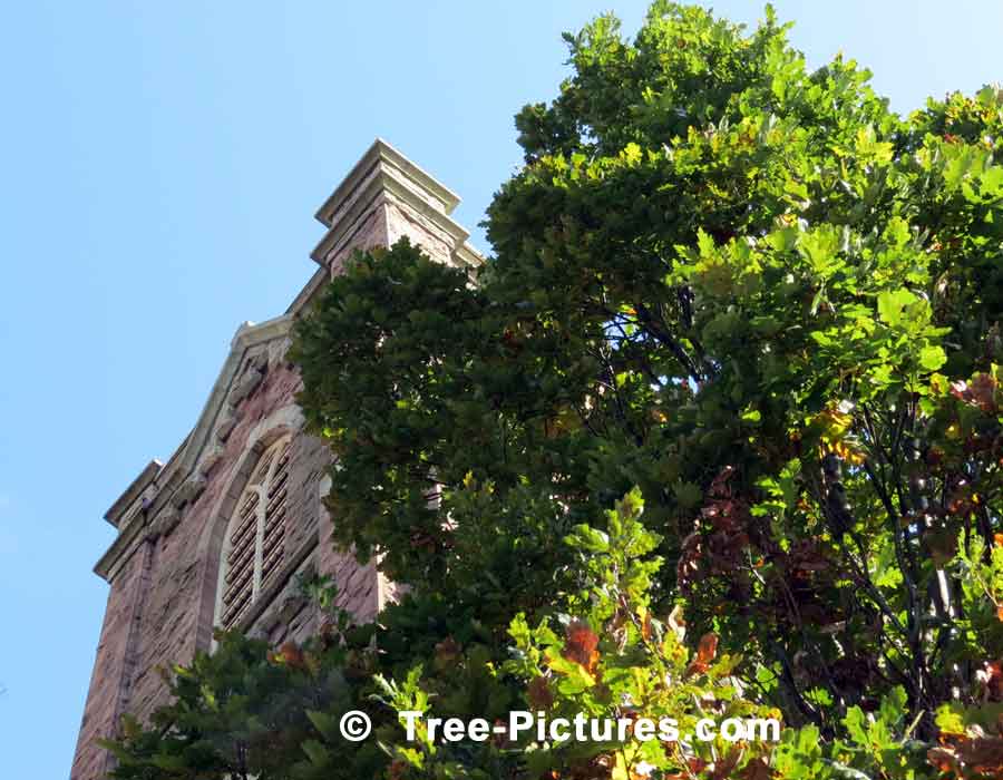 Tall English Oak Tree Used In Church Landscape | Trees:Oak:English at Tree-Pictures.com