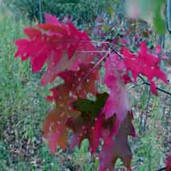 Bright Red Oak Leaves in Fall | Tree:Oak+Leaves at Tree-Pictures.com