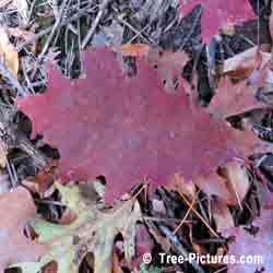 Oak Leaf Picture, Deciduous Oak Sheds Its Leaves in Autumn at Tree-Pictures.com