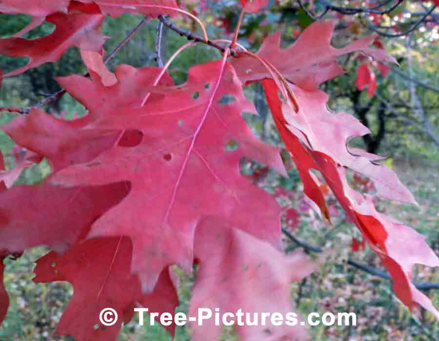 Fall Oak Leaves, Oak Leaf Characteristics Highlited by the Sun's Rays | Trees:Oak:Red at Tree-Pictures.com
