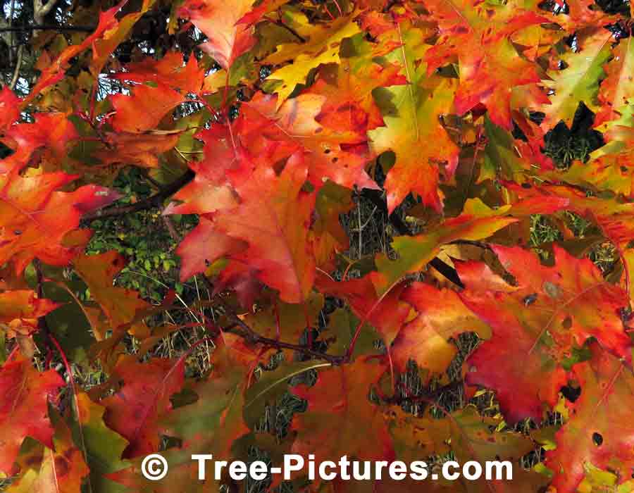 Oak Leaves: Colorful Deciduous Oak Leaves in Autumn | Trees:Oak:Red at Tree-Pictures.com