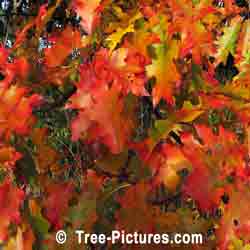 Oak Leaves: Deciduous Oak Leaves in Autumn | Tree:Oak+Leaves at Tree-Pictures.com
