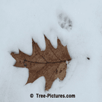 Oak Leaf: Brown Winter Oak Tree Leaf in the Snow