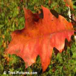 Dead Oak Tree Leaf Picture, Picture of a Brown Dead Oak Tree Leaf at the Beach | Tree:Oak+Leaf at Tree-Pictures.com