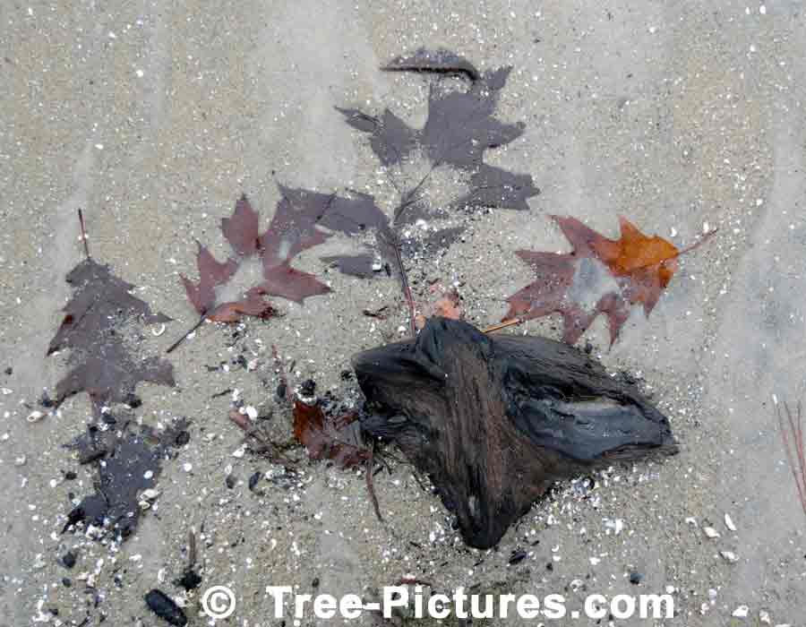 Oak Leaves Washed Up on the Shore at Wasaga Beach, Ontario, Canada | Trees:Oak:Red at Tree-Pictures.com