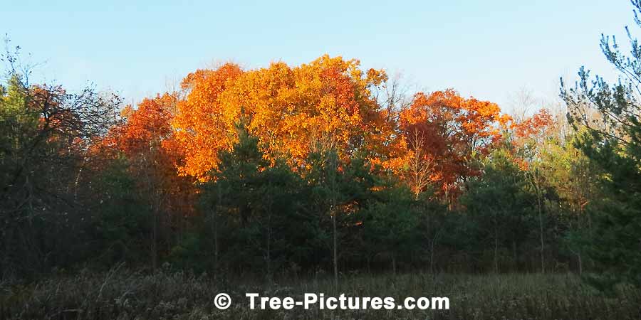 Oak Trees: Autumn Oaks in the Forest | Trees:Oak:Autumn at Tree-Pictures.com