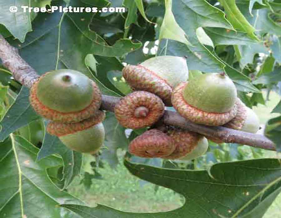 Close Up Photo Showing Detailed Picture Of Acorns Growing on an Oak Tree| Oak Trees at Tree-Pictures.com