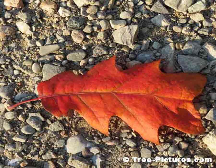Oak Tree Leaf: Picture of a Red Oak Tree Leaf | Trees:Oak:Red at Tree-Pictures.com