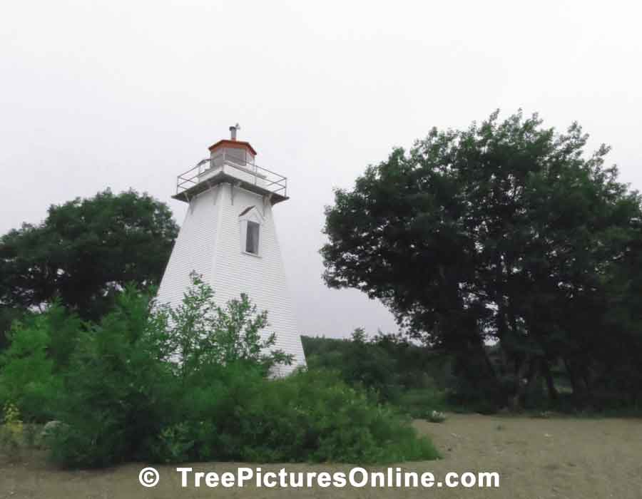 >Oak Trees Providing Contrasting Backdrop to Lighthouse in PEI | Trees:Oak:Red at Tree-Pictures.com