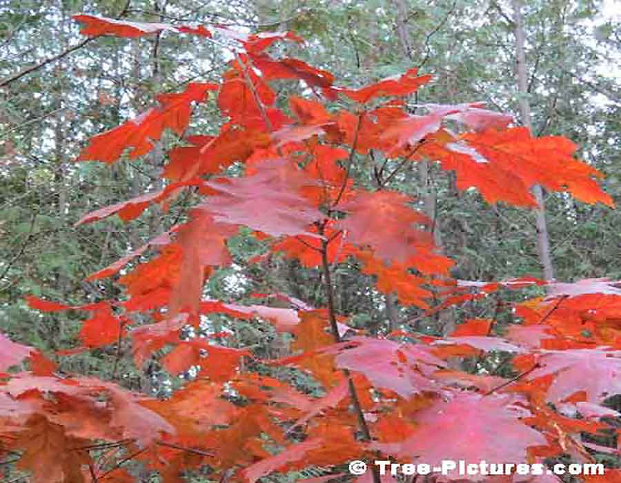Oak Trees, Red Maple Tree Leaf Photo, Sugar Maple variety produces Maple Syrup | Maple Trees at Tree-Pictures.com