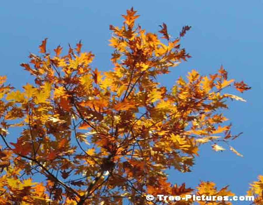 Oak Trees, Yellow Oak Tree Leaves Against A Blue Azure Sky | Oak Trees at Tree-Pictures.com