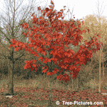 Beautiful Photo of Young Oak Tree in Fall