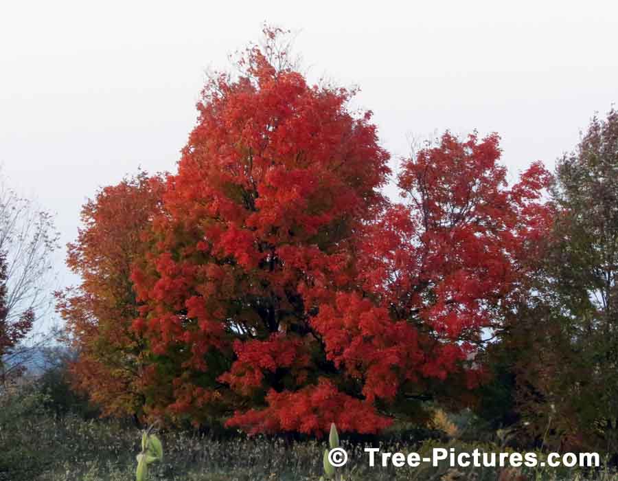Oak Trees, Beautiful Oak Tree Displaying its Striking Red Leaves in Fall | Trees:Oak:Red at Tree-Pictures.com