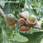 Close Up Photo Showing Detailed Picture Of Acorns Growing on an Oak Tree