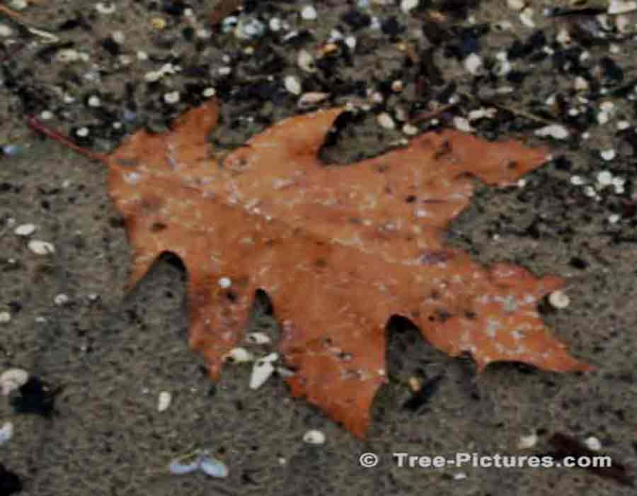 Dead Oak Tree Leaf Picture, Picture of a Brown Dead Oak Tree Leaf at the Beach | Trees:Oak:Red at Tree-Pictures.com