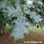 Oak Tree Leaf Picture, Picture of a Red Oak Tree Leaf