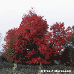 Oak Trees, Beautiful Oak Tree Displaying its Striking Red Leaves in Fall