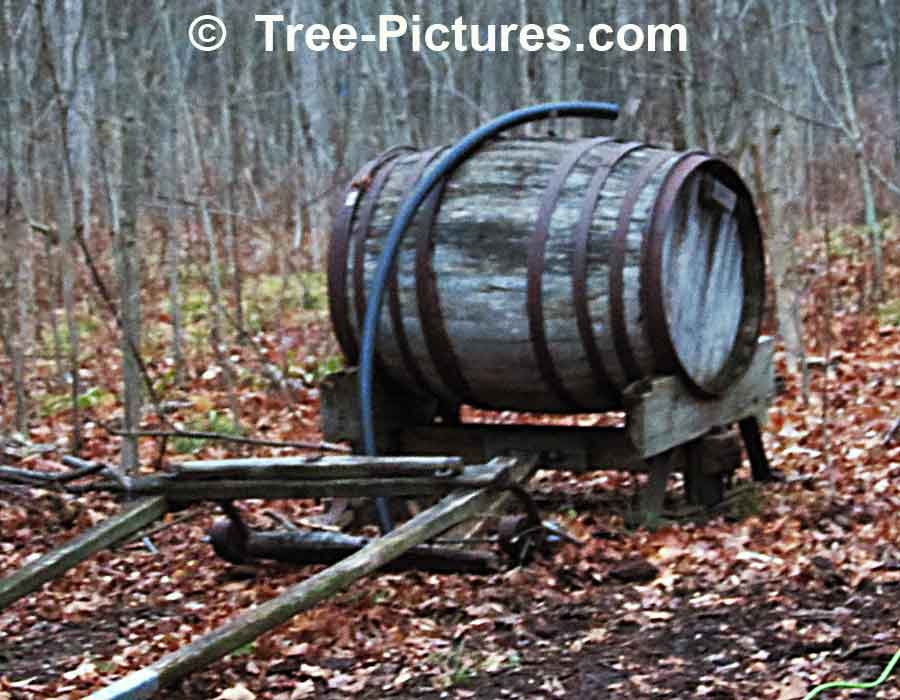 Oak Wood: Old Oak Barrel Holds Water | Trees:Oak: at Tree-Pictures.com