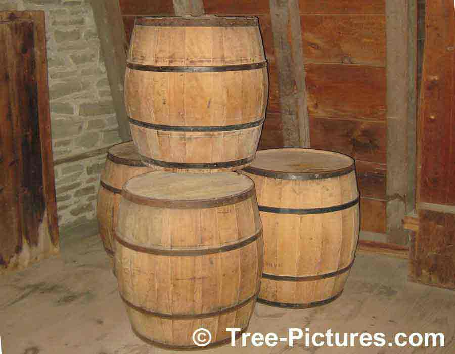 Oak Wood Barrel: Oak Tree Wood Used for Making Oak Barrels | Trees:Oak: at Tree-Pictures.com