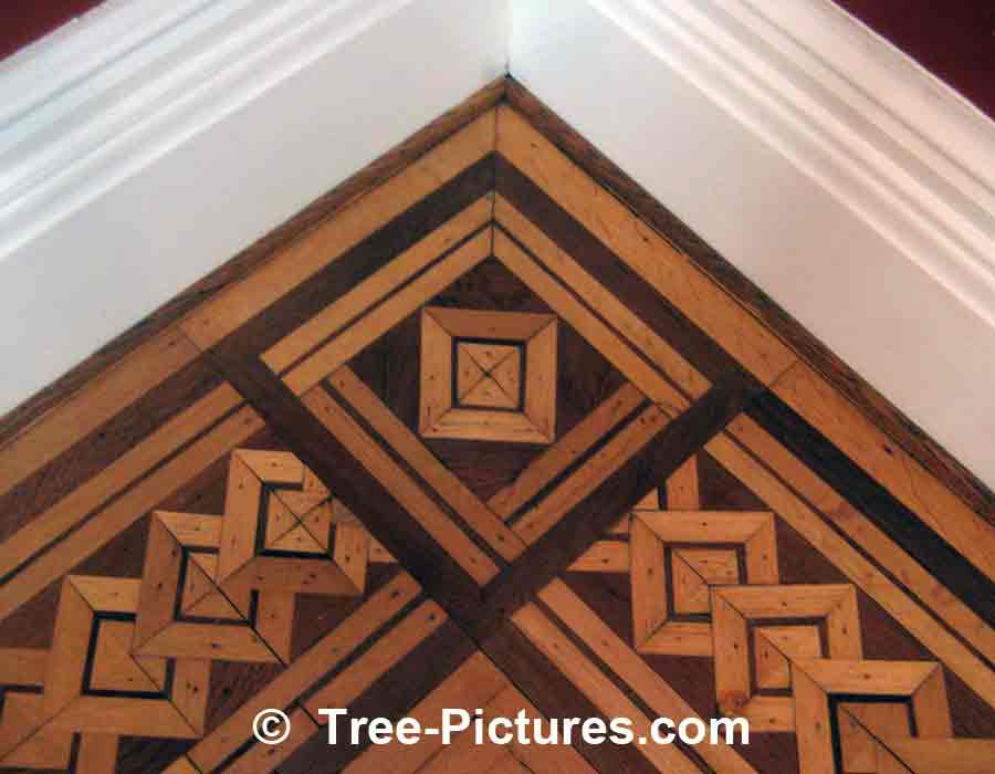 Oak Wood Floor: Decorative Oak Flooring Pattern , Oak Grain Photo Example | Trees:Oak: at Tree-Pictures.com