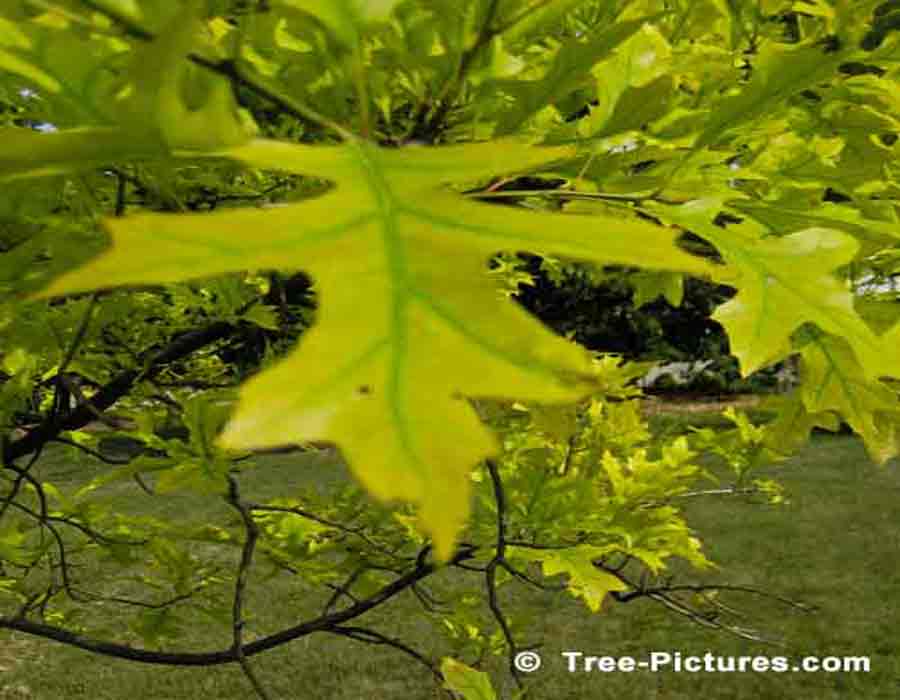 Pin Oak Leaf: Colorful Pin Oak Tree Leaf | Trees:Oak:Pin at Tree-Pictures.com