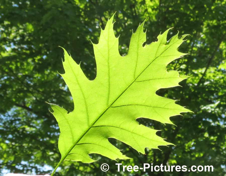 Oak Tree: Close Up Picture of Red Oak Leaf | Trees:Oak:Leaf at Tree-Pictures.com