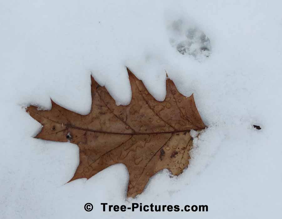 Oak Leaf: Red Oak Leaf Frozen In Time | Oak Trees at Tree-Pictures.com