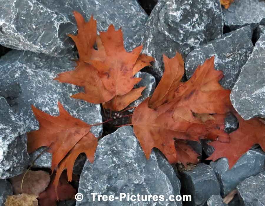 Oak Leaves: Brown Fall Oak Tree Leaves on Stones | Trees:Oak:Leaf at Tree-Pictures.com