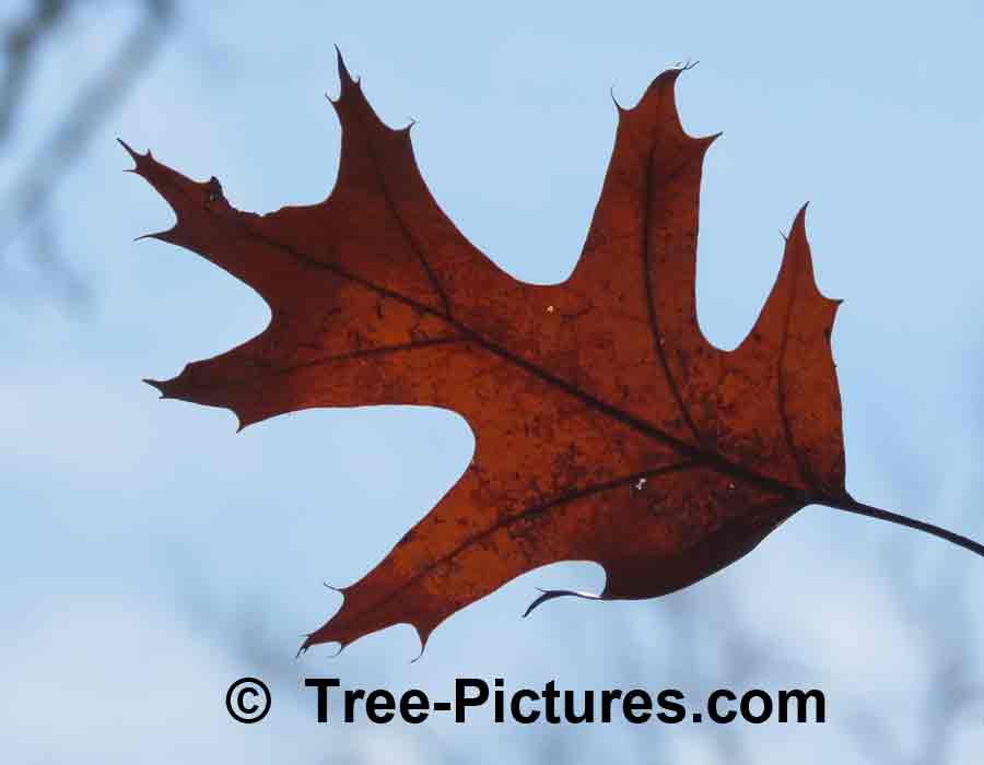 Oak Tree Leaf: Oak Leaf in Sun | Trees:Oak:Leaf at Tree-Pictures.com