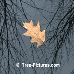 Oak Tree Leaf: Fall Oak Leaf's Reflection
