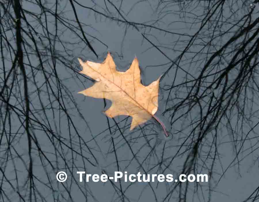 Oak Leaf Floating in a Forest Pond | Trees:Oak:Red at Tree-Pictures.com