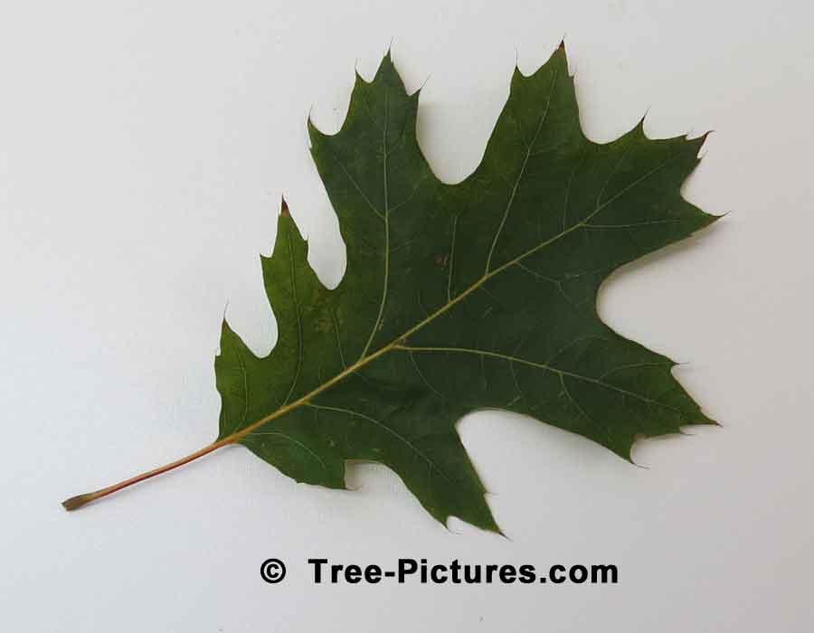 Single Leaf from a Red Oak Tree | Trees:Oak:Red at Tree-Pictures.com