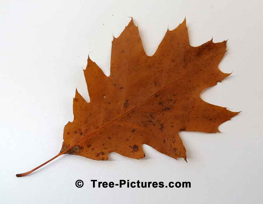 Red Oak: Autumn Leaf of Red Oak Tree | Trees:Oak:Red at Tree-Pictures.com
