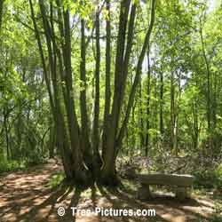 Oak Tree Pictures, Red Oak Tree Types | Tree:Oak+Red at Tree-Pictures.com