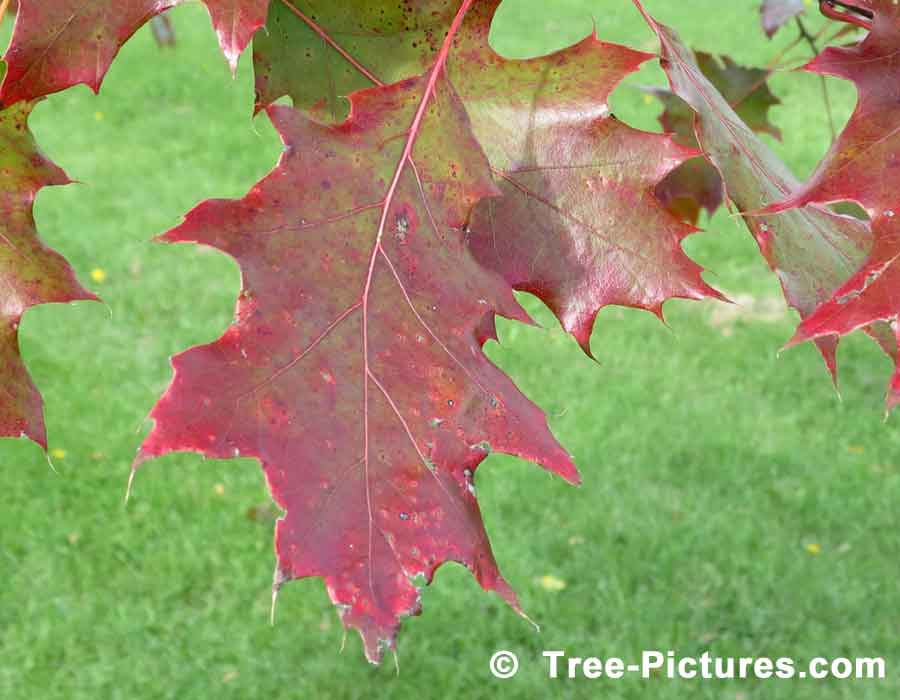 Autumn Oak Leaves: Red Oak Tree Species Leaves in Fall | Trees:Oak:Red:Leaf at Tree-Pictures.com