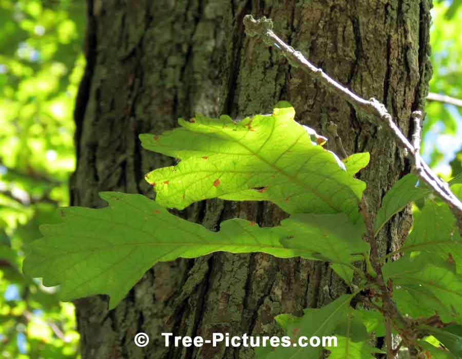 White Oak, Photo Showing the Leaves, Bark and Branches of the White Oak Tree | Trees:Oak:Red at Tree-Pictures.com