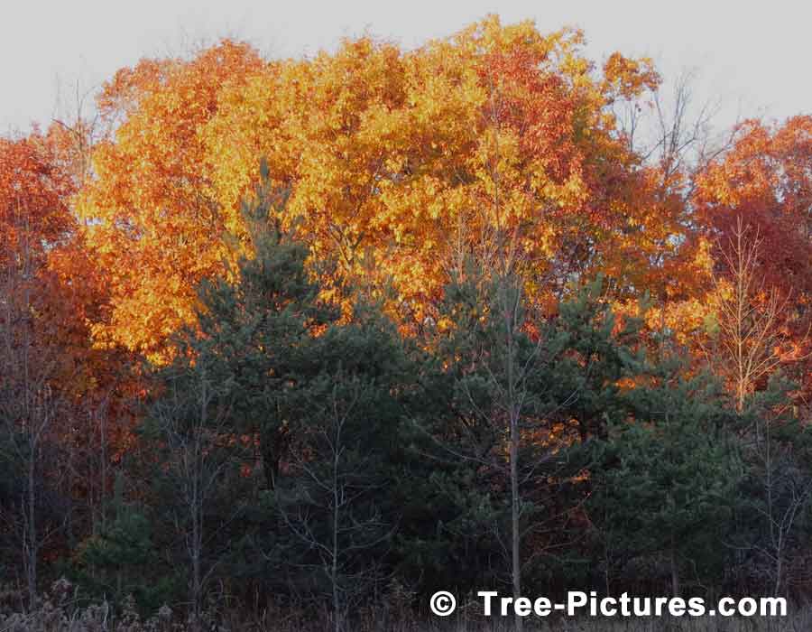 Oak Trees, Oak Leaves, Colorful Majestic Yellow Oak Tree Leaves Photo | Oak Trees at Tree-Pictures.com