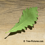 Oak Leaf, Leaf from White Oak Tree | Tree:Oak+White+Leaf at Tree-Pictures.com