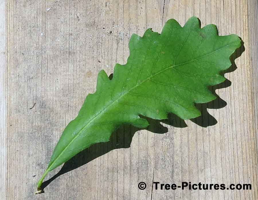 White Oak, New Leaf of White Oak Tree Showing Characteristic Shape | Trees:Oak:Red at Tree-Pictures.com