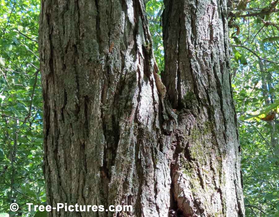 Photo of White Oak Tree Trunk Showing Characteristics of White Oak Bark | Trees:Oak:Red at Tree-Pictures.com