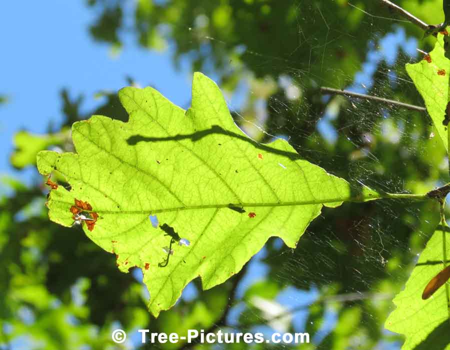 Oak Trees, White Oak Tree Leaf with Accompanying Spider Web | Trees:Oak:Red at Tree-Pictures.com