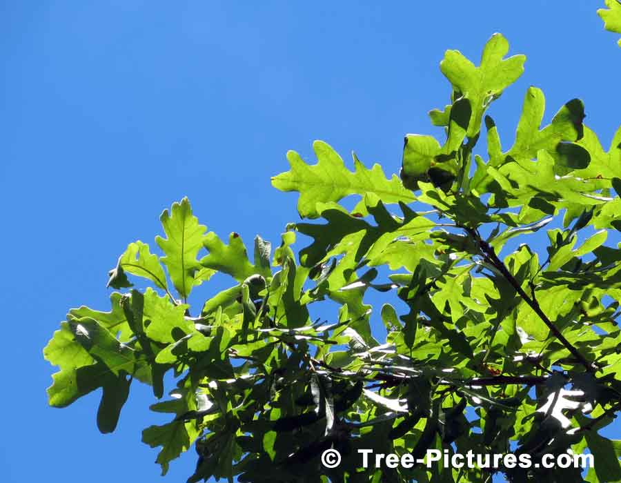 Oak Trees, Striking Photo of White Oak Leaves Against a Blue Summer Sky | Trees:Oak:Red at Tree-Pictures.com