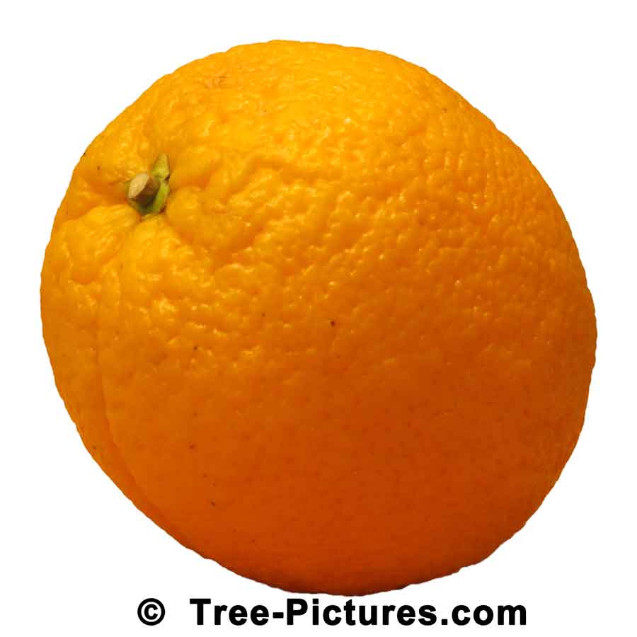 Orange Trees: Citrus Orange Fruit Tree | Orange Trees at Tree-Pictures.com