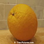 Orange: Orange Tree Fruit | Tree-Fruit-Orange @ Tree-Pictures.com