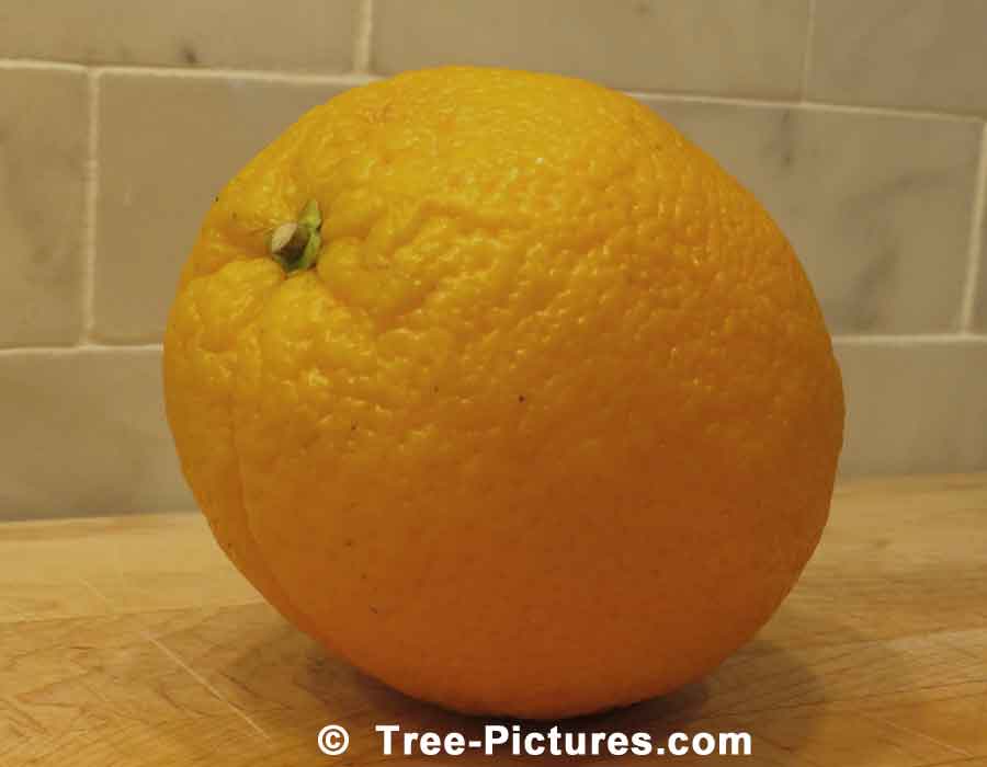 Orange: Orange Tree Fruit | Orange Trees at Tree-Pictures.com